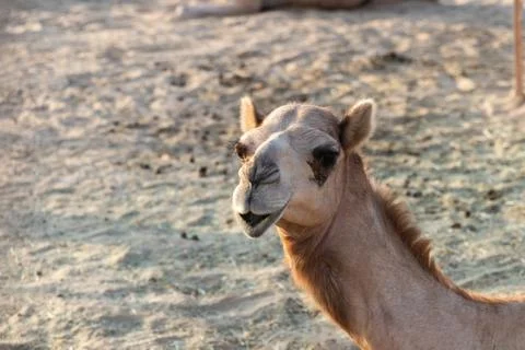 Portrait of camel with blurred background. Stock Photos