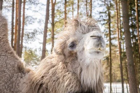 Portrait of camel. Camelus bactrianus Stock Photos