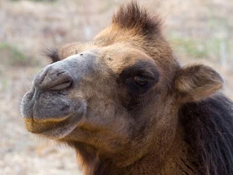 Portrait of a camel close up Stock Photos