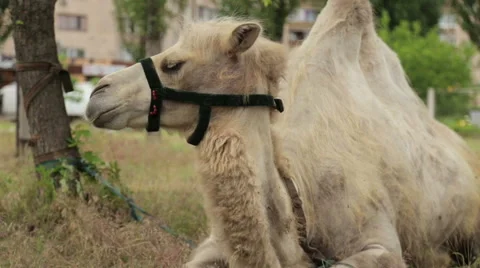 Portrait of camel closeup on a green background Stock Footage 64962035