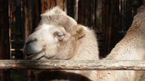 Portrait of a camel Stock Footage 43256284