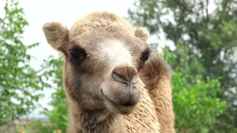 Portrait camel Stock Footage 82260229