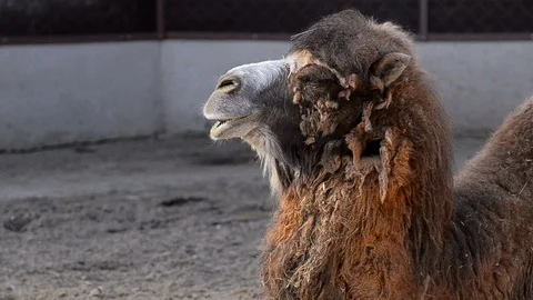 Portrait of Camel Video stock 89133191