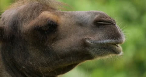 Portrait of camel Stock Footage 141585333