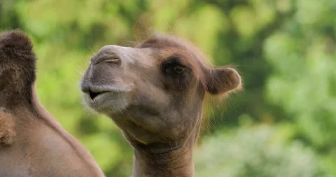 Portrait of camel Stock Footage 141585413