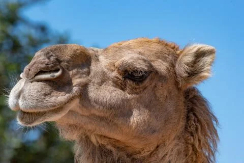 Portrait of a camel in nature (Camelus dromedarius) Stock Photos