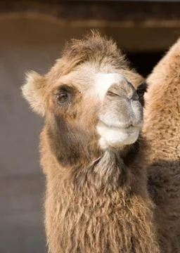 Portrait of a camel Stock Photos