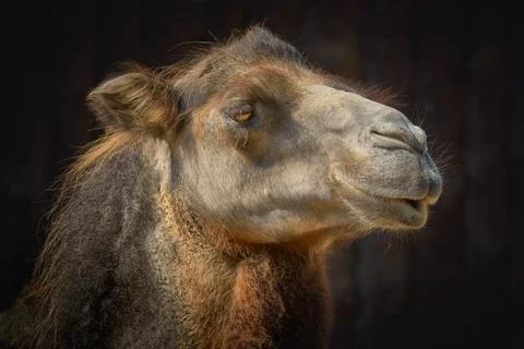 Portrait of Camel Stock Photos