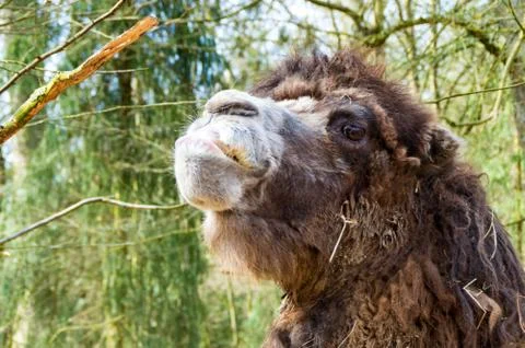 Portrait of a camel Stock Photos