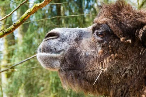 Portrait of a camel Stock Photos