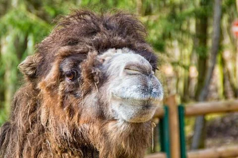 Portrait of a camel Stock Photos