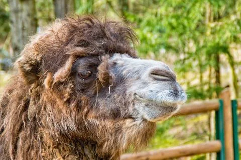 Portrait of a camel Stock Photos