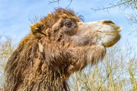 Portrait of a camel Stock Photos