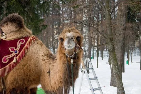 Portrait of Camel in winter Stock Photos