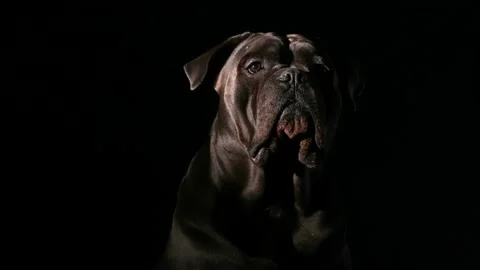 Portrait of Cane Corso in the studio on a black background. The pet sits, licks Stock Footage 154752727