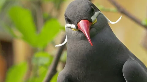 Portrait of a captive Inca tern (Larosterna inca). Stock-Footage 50423898