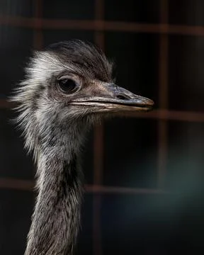 Portrait of a captured ostrich Stock Photos