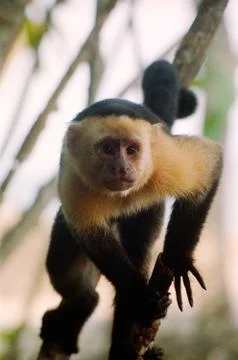 Portrait of a capuchin Stock Photos