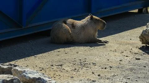 Portrait of a capybara. Stock Photos