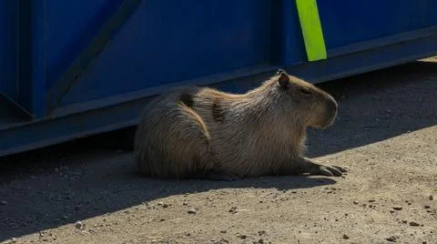 Portrait of a capybara. Stock Photos