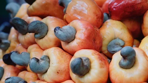 Portrait of cashew 動画素材 128010046