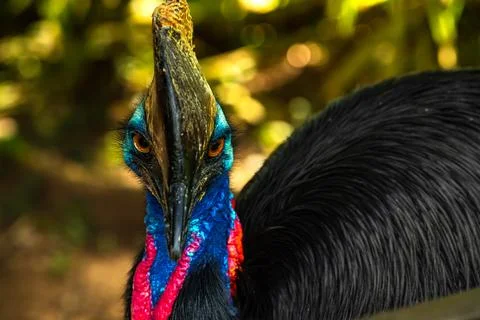 Portrait of a Cassowaries , a type of bird native in the tropical forests o.. Stock Photos