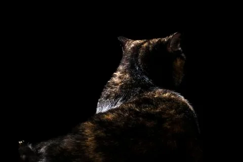 Portrait cat back to camera Stock Photos