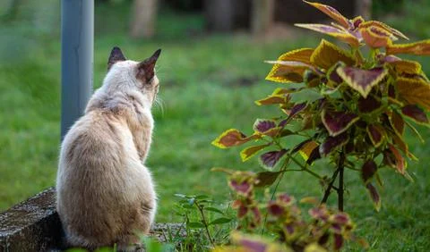 Portrait of a cat from the back Stock Photos