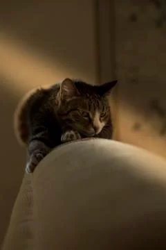 Portrait of a cat on the back of the sofa 스톡 사진