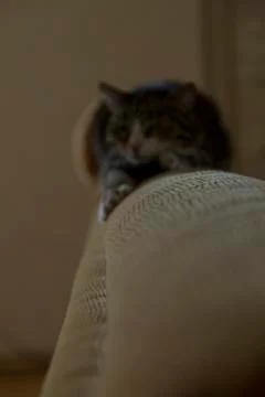 Portrait of a cat on the back of the sofa 스톡 사진