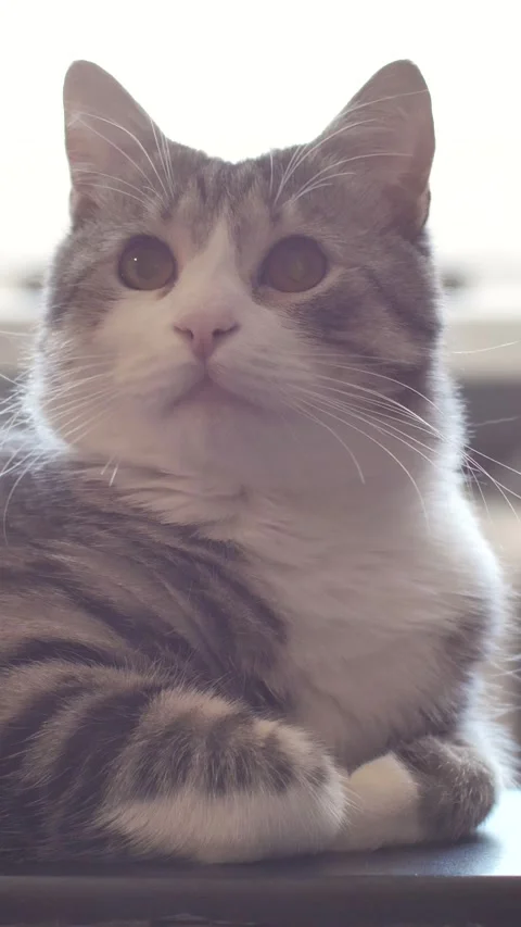 Portrait of a cat in backlight from a window. domestic cat looking at camera Stock Footage 308299870