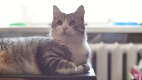 Portrait of a cat in backlight from a window. domestic cat looking at camera Stock Footage 308299910