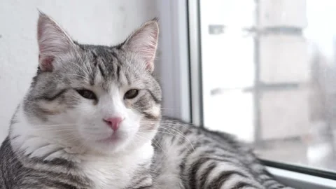 Portrait of a cat. Beautiful shots with a cat looking carefully at the camera Stock Footage 272334535