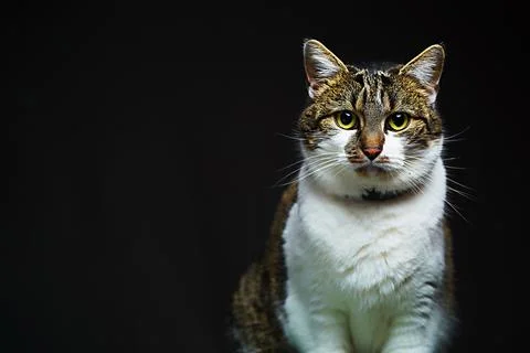 Portrait of a cat on a black background Stock Photos