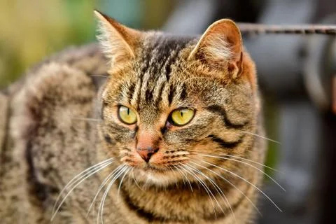 Portrait of cat with blurred background Stock Photos