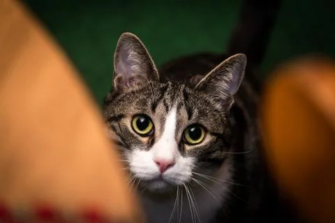 A portrait of a Cat with a blurred foreground 库存照片