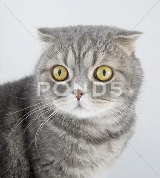 Portrait cat of breed the Scottish fold.. Stock Photos