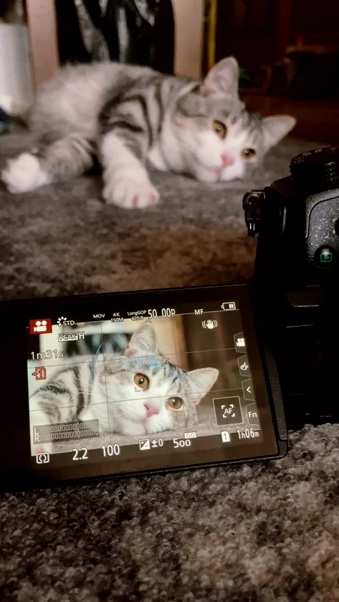 Portrait of a cat in the camera display. backstage, Beautiful shots of a cat Stock Footage 277469215