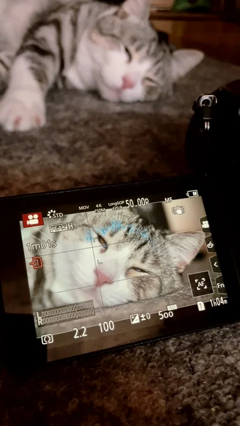 Portrait of a cat in the camera display. backstage, Beautiful shots of a cat Stock Footage 277763612