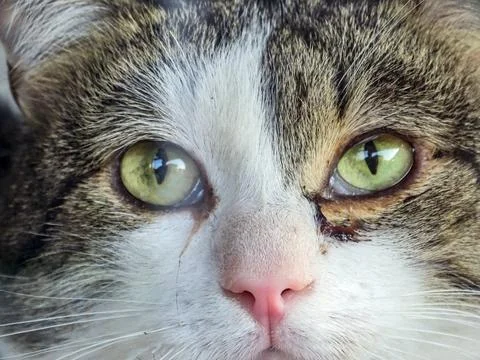 Portrait of a cat. Cat close up 库存照片