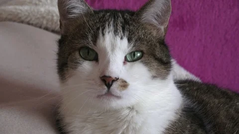 Portrait of a cat. Cat lying on the couch. Stock Footage 90224218