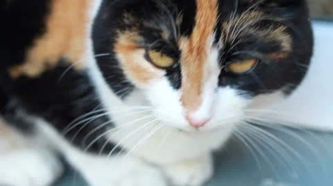 Portrait of a cat close up Video stock 22914421