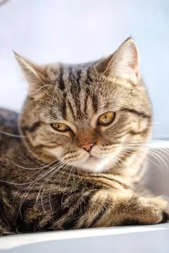 Portrait of cat close-up Stock Photos