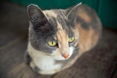 Portrait of a cat close up Foto stock
