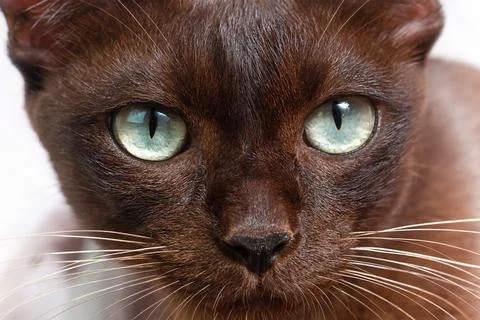 Portrait of the cat close-up Stock Photos