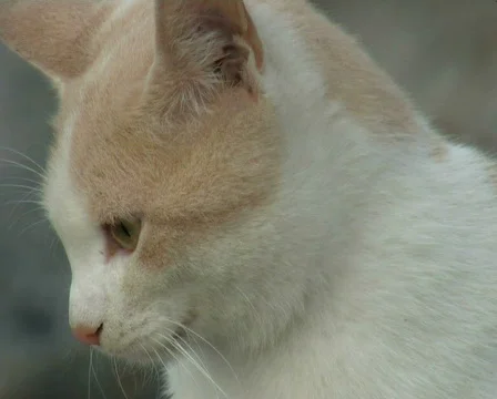 Portrait of a cat 스톡 동영상 671804