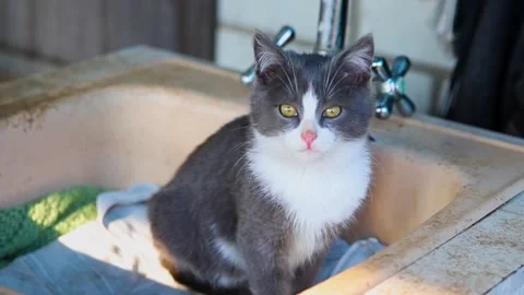 Portrait of a cat. Stock Footage 170477093