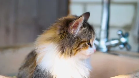 Portrait of a cat. Stock Footage 170477201