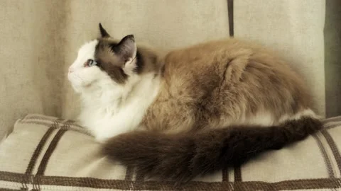 Portrait of a cat Stock Footage 241543654