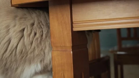 Portrait of a cat Stock Footage 241543720